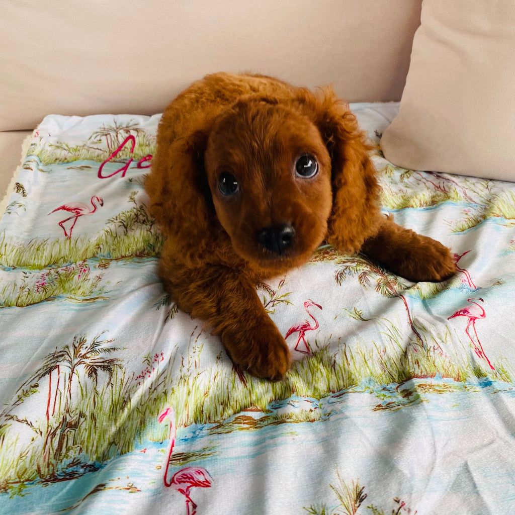 flamingo blanket, custom named blanket, signature range