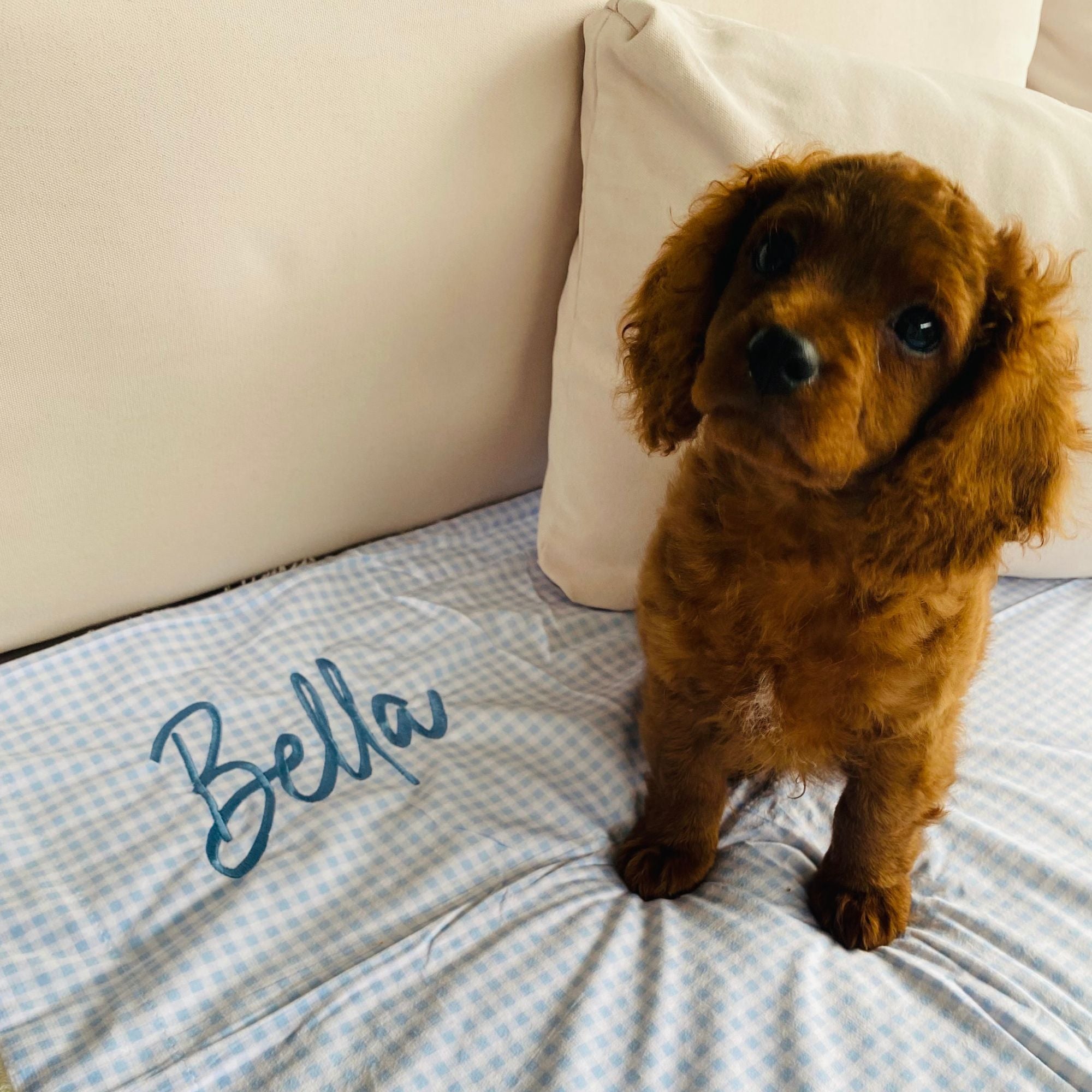 Checkered blue custom dog blanket