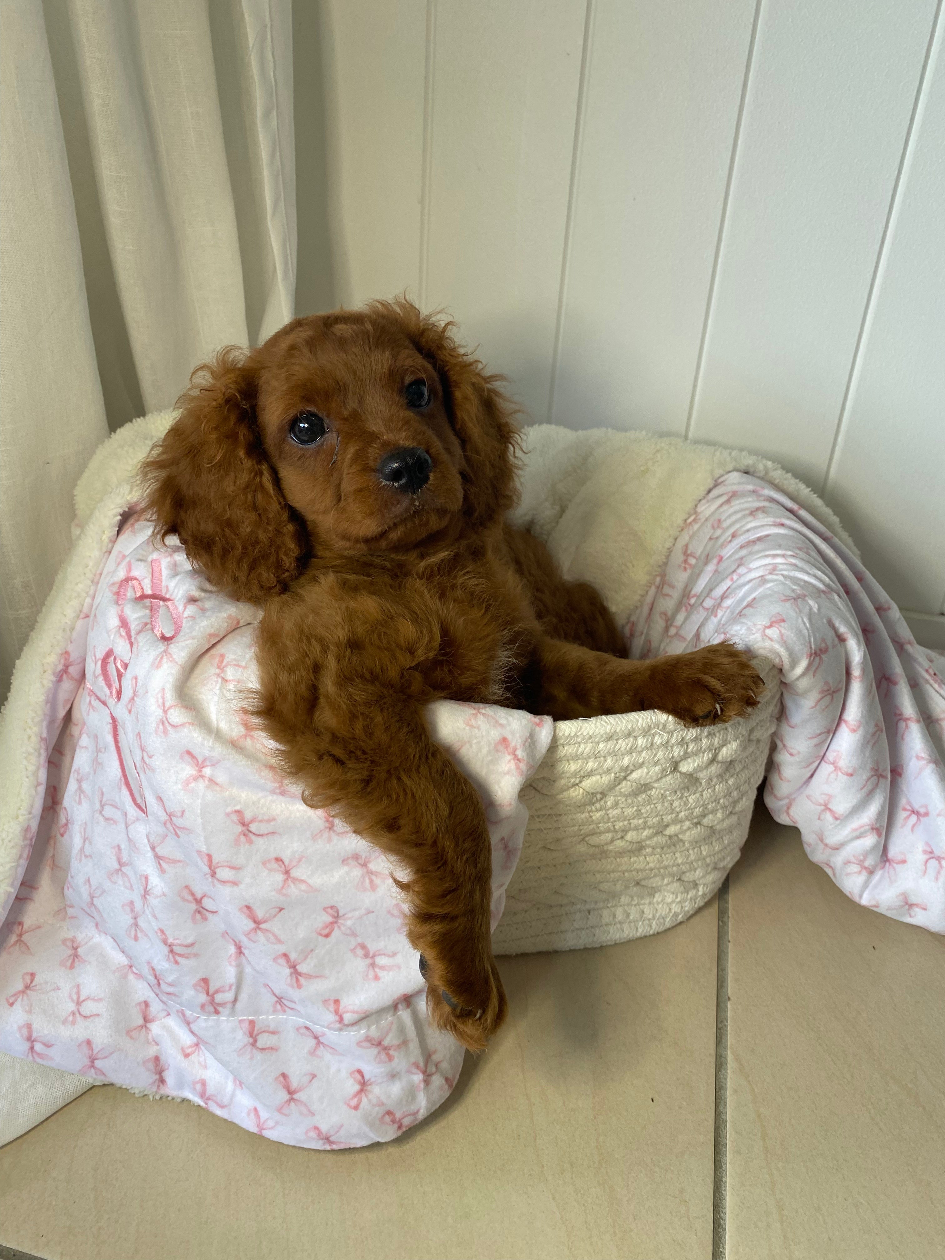 Cute pink bow custom dog blanket