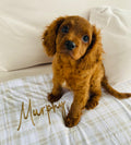 Beige, plaid print custom dog blanket